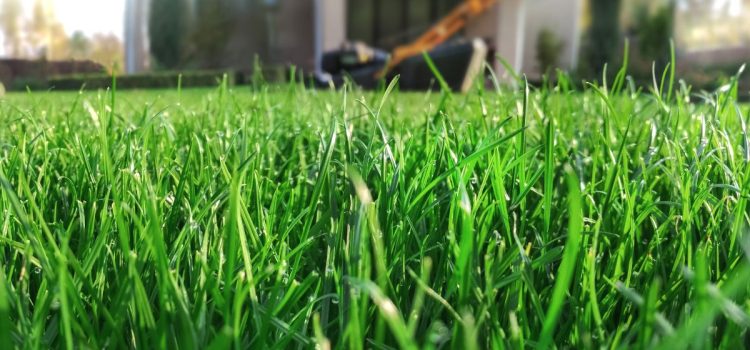 Waarom kiezen voor ecologisch gekweekt gras?